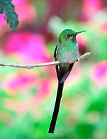 Hummingbird @ Wilka Tika
